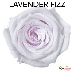 Baby Rose / Lavender Fizz