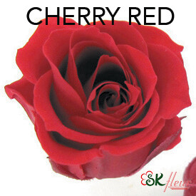 Piccola Blossom Rose / Cherry Red