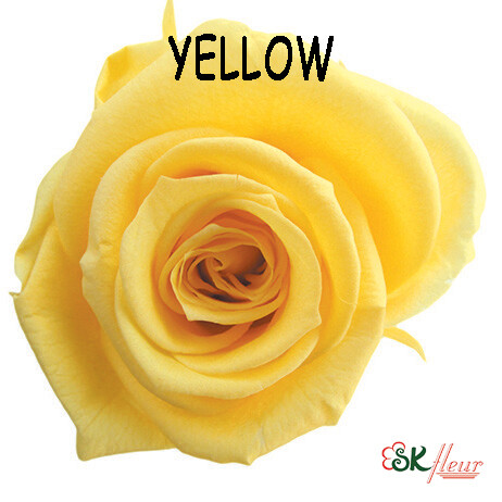 Mediana Rose / Yellow