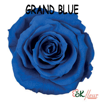 Mediana Rose / Grand Blue