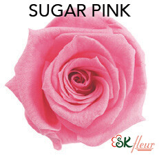 Baby Rose / Sugar Pink