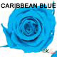 Baby Rose / Caribbean Blue