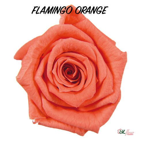 Baby Rose / Flamingo Orange