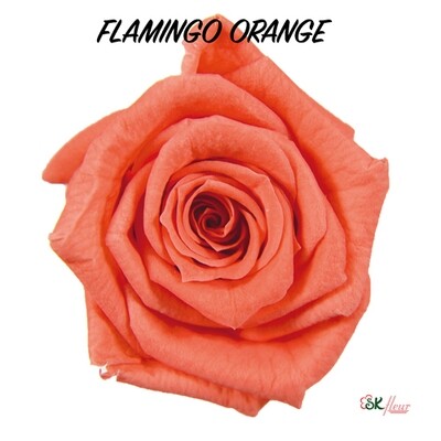 Baby Rose / Flamingo Orange
