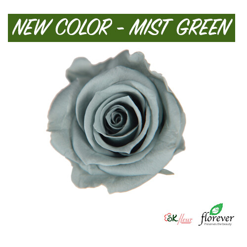 Mediana Rose / Mist Green