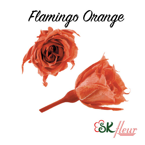 Micro Rose / Flamingo Orange