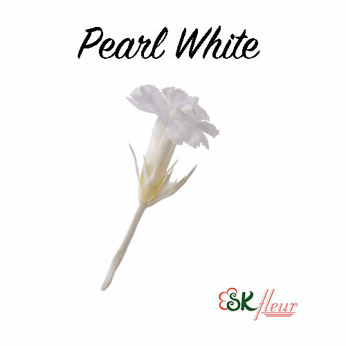 Micro Carnation / Pearl White