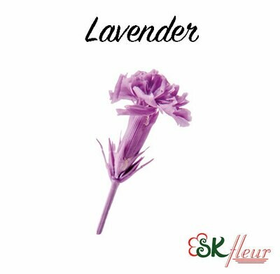 Micro Carnation / Lavender