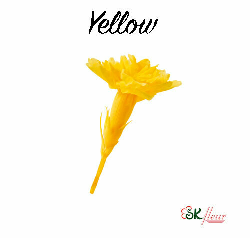 Micro Carnation / Yellow