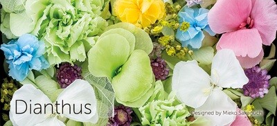 DIANTHUS