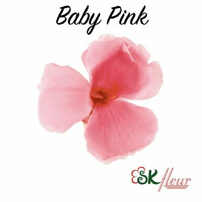 Dianthus / Baby Pink