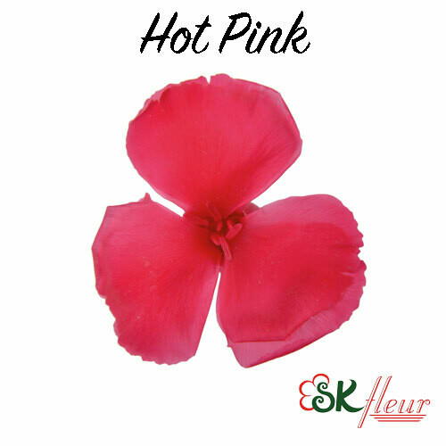 Dianthus / Hot Pink