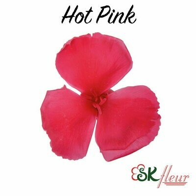 Dianthus / Hot Pink
