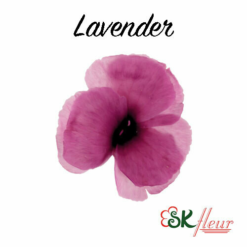 Dianthus / Lavender