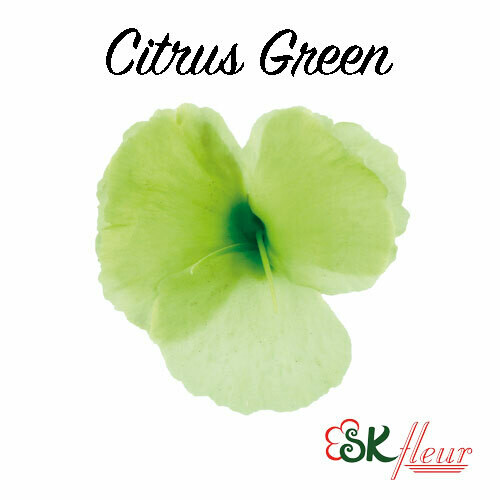 Dianthus / Citrus Green