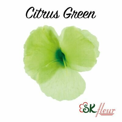 Dianthus / Citrus Green