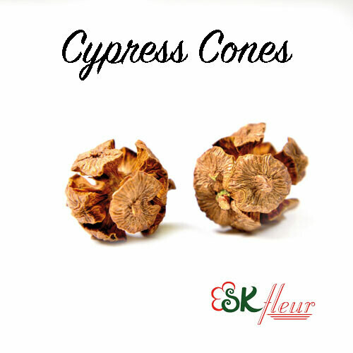 Cypress Cones