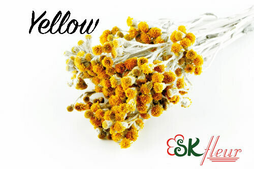 Cineraria Flower Dried/ Yellow