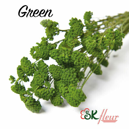 Yarrow DRIED / Green