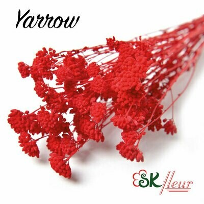 YARROW DRIED
