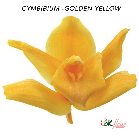 Cymbidium / Golden Yellow