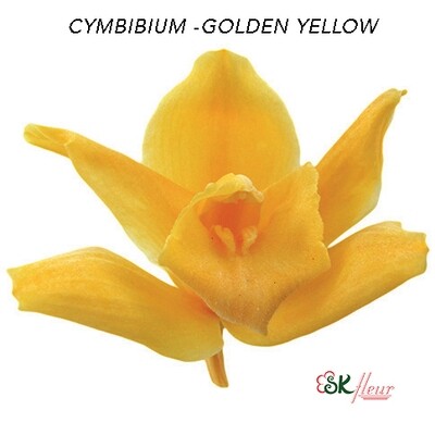 Cymbidium / Golden Yellow