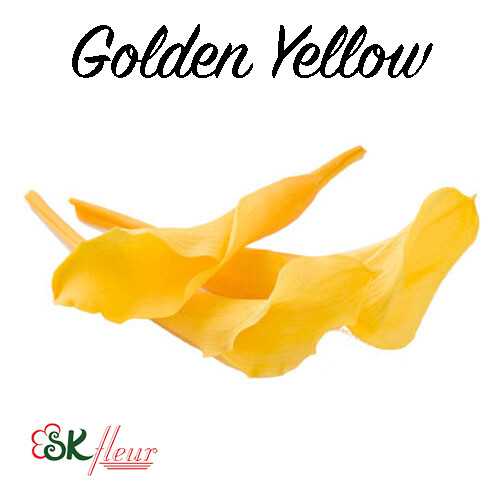 Mini Calla Lily / Golden Yellow