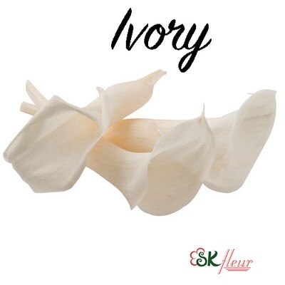 Mini Calla Lily / Pearl White