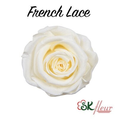 Mediana Rose / French Lace