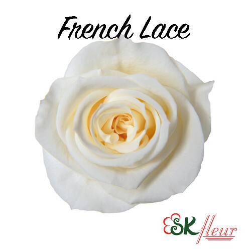 Baby Rose / French Lace