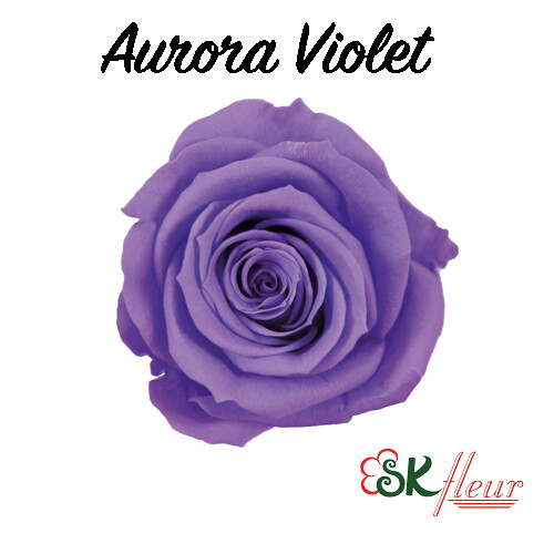 Baby Rose / Aurora Violet