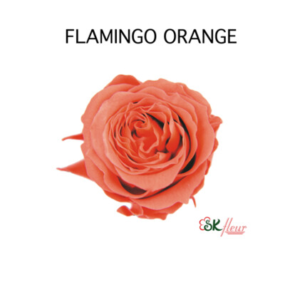 Piccola Blossom Rose / Flamingo Orange