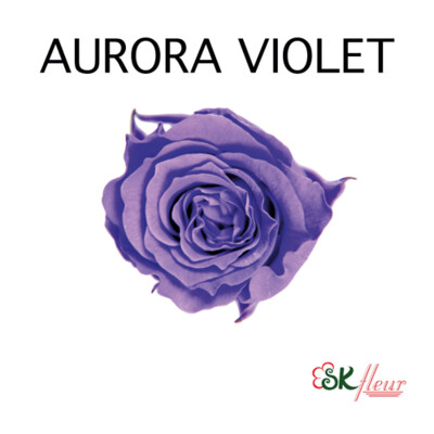 Piccola Blossom Rose / Aurora Violet