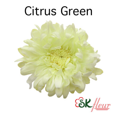 Aster / Citrus Green