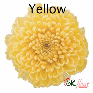 Pompon Mum / Yellow