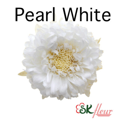 Aster / Pearl White