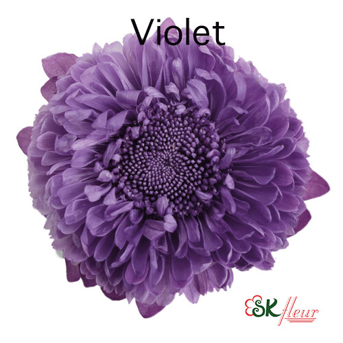 Aster / Violet