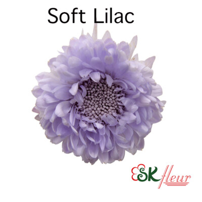 Aster / Soft Lilac