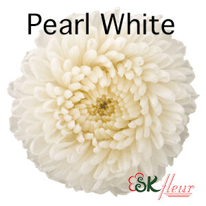 Pompon Mum / Pearl White