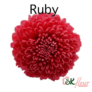 Pompon Mum / Ruby