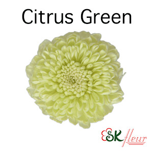 Pompon Mum / Citrus Green