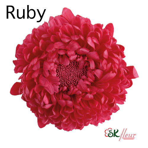 Aster / Ruby