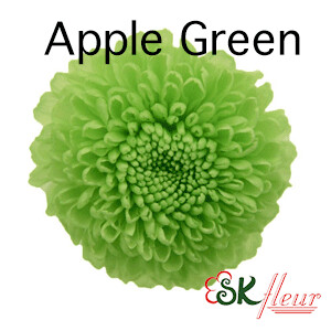 Pompon Mum / Apple Green