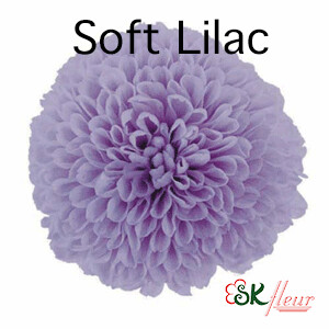 Pompon Mum / Soft Lilac