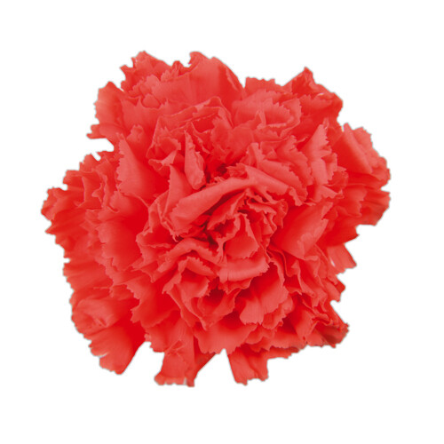 Mini Carnation / Flamingo Orange