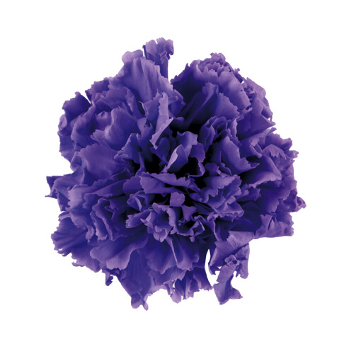 Mini Carnation / Aurora Violet