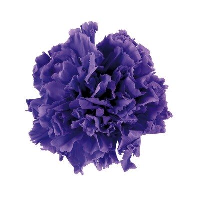 Mini Carnation / Aurora Violet
