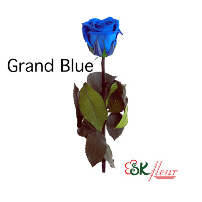 Short Stem Rose / Grand Blue
