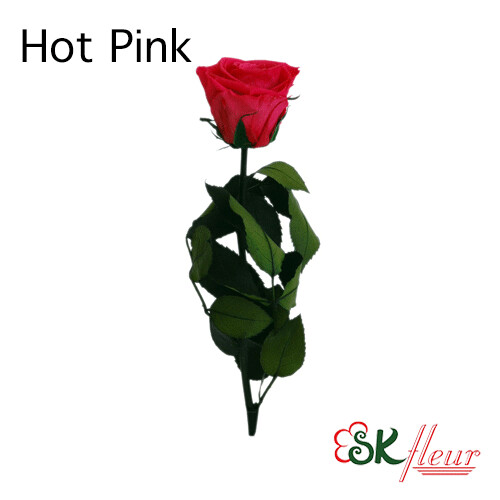 Short Stem Rose / Hot Pink