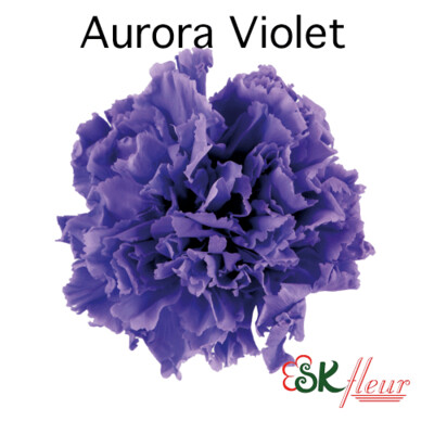 Standard Carnation / Aurora Violet